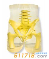 美国RSD RS-113T骨盆模体